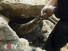 工地上挖出一万米大蛇,古墓挖出千年大蛇视频,中国最近挖出的大蛇