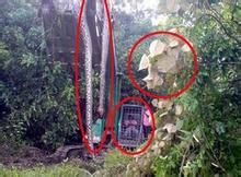 工地上挖出一万米大蛇,古墓挖出千年大蛇视频,中国最近挖出的大蛇