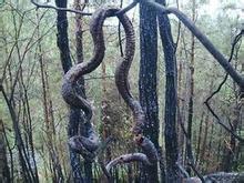 工地上挖出一万米大蛇,古墓挖出千年大蛇视频,中国最近挖出的大蛇