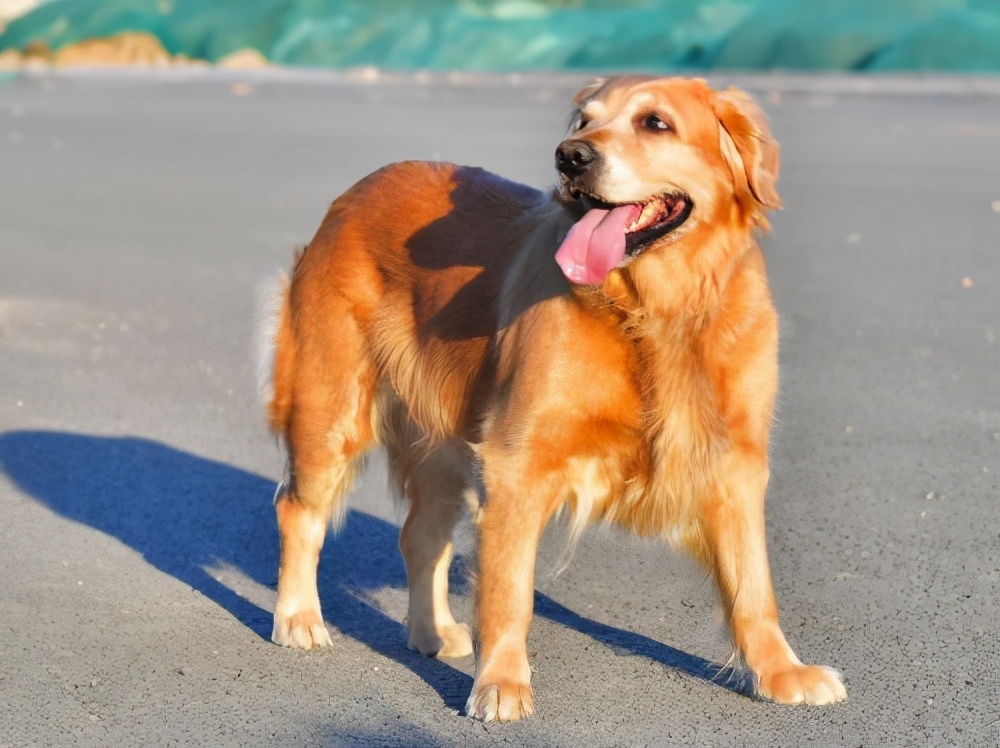 金毛是大型犬吗(知识科普金毛犬所属的类型)