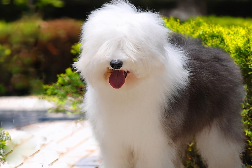 金毛是大型犬吗(知识科普金毛犬所属的类型)