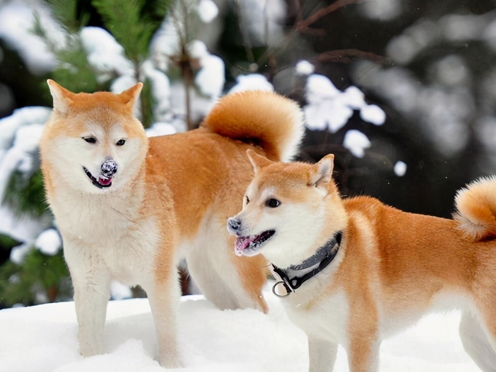 金毛是大型犬吗(知识科普金毛犬所属的类型)