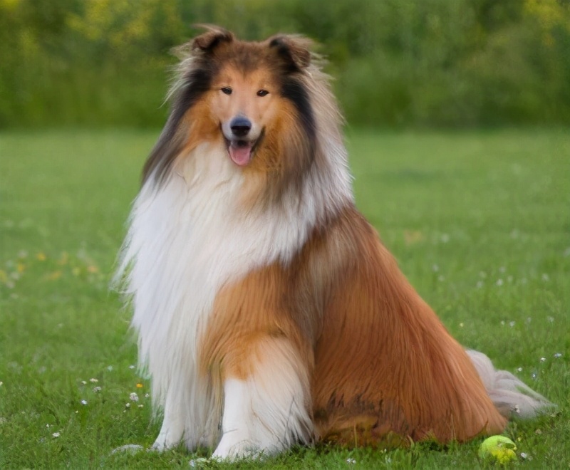 金毛是大型犬吗(知识科普金毛犬所属的类型)