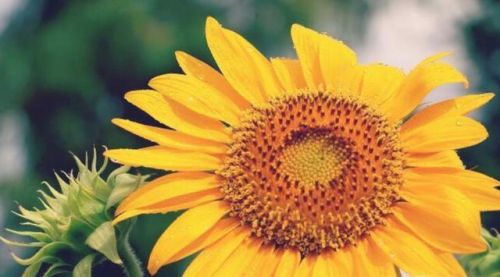 教师节送什么花给老师比较适合折纸(教师节送老师什么花比较好)-第2张图片-